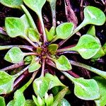 Claytonia rubra Blatt