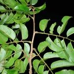Pterocarpus soyauxii Levél