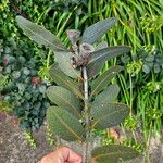 Eucalyptus preissiana Leaf