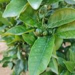 Citrus sinensis 葉