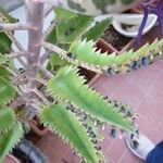 Kalanchoe rosei Leaf