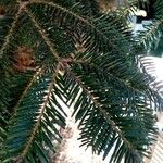 Abies cephalonica Folha