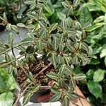 Peperomia quadrangularis Leht