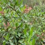 Rumex usambarensis Folio