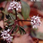 Erigenia bulbosa Flor