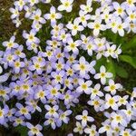 Houstonia caerulea Flower