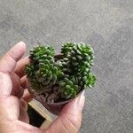 Sedum furfuraceum Лист