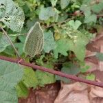 Hibiscus tiliaceus Fruit