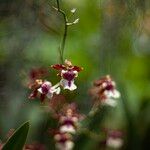 Oncidium altissimum Kukka