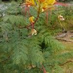 Erythrostemon gilliesii फूल