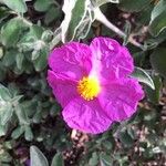 Cistus creticusКветка