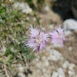 Dianthus sternbergii Květ