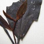 Guatteria schomburgkiana Altul/Alta