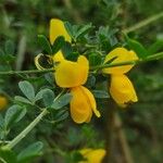 Cytisus arboreus Flor