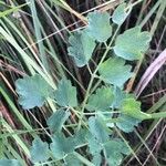 Thalictrum minus Blad