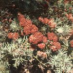 Eriogonum arborescens Hábitos