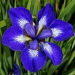 Iris ensata Çiçek