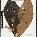 Miconia biglandulosa Hoja
