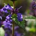 Nepeta grandiflora Blodyn