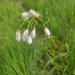 Eriophorum latifolium Květ