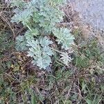 Artemisia absinthiumLeht