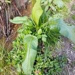 Rumex patientia Leaf