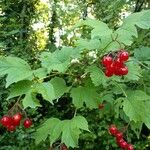 Viburnum opulus Froito