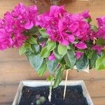 Bougainvillea glabraCvet