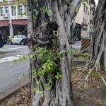 Ficus retusa Vekstform