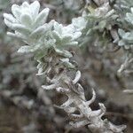 Achillea maritima 葉