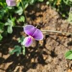 Vigna frutescens Blomst