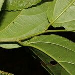 Celtis iguanaea 葉