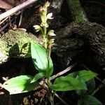 Goodyera viridiflora 整株植物