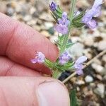 Salvia × sylvestrisFlower