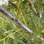 Salix daphnoides Corteza