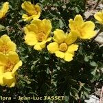 Geum reptans Habit