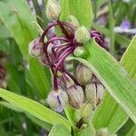 Tradescantia × andersoniana Other