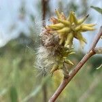 Salix salviifolia Květ