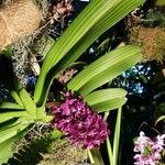 Rhynchostylis gigantea Habit