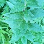 Solidago rugosa Hoja