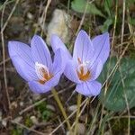 Crocus pulchellus 花