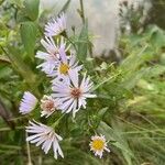 Symphyotrichum novi-belgii 花