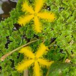 Nymphoides thunbergiana Blüte