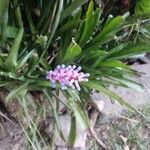 Aechmea gamosepala Kvet