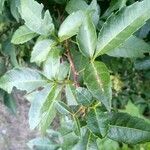 Urvillea uniloba Leaf