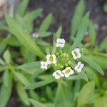 Lobularia maritimaKwiat