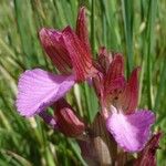 Anacamptis papilionacea Цвят