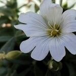 Cerastium gibraltaricum Цветок