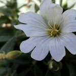 Cerastium gibraltaricum Flor