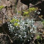 Eriogonum crocatum Costuma